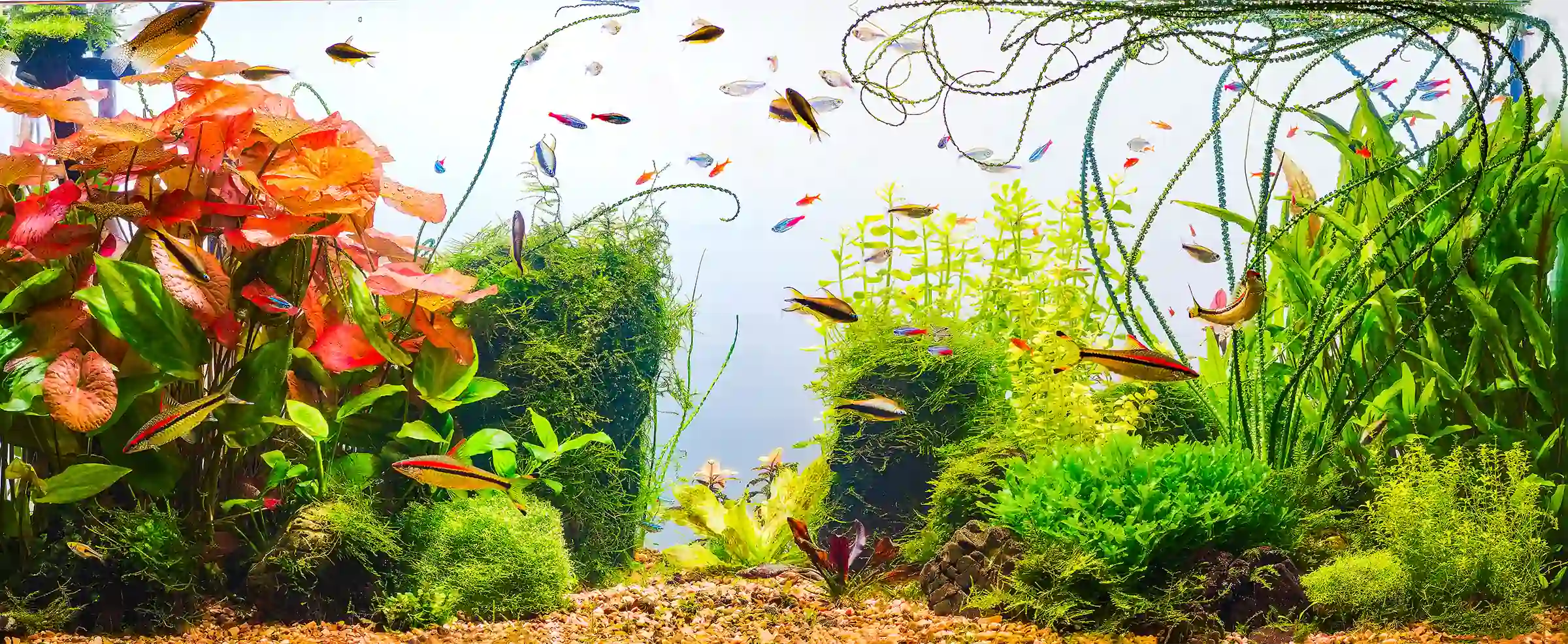 aquarium with fishes