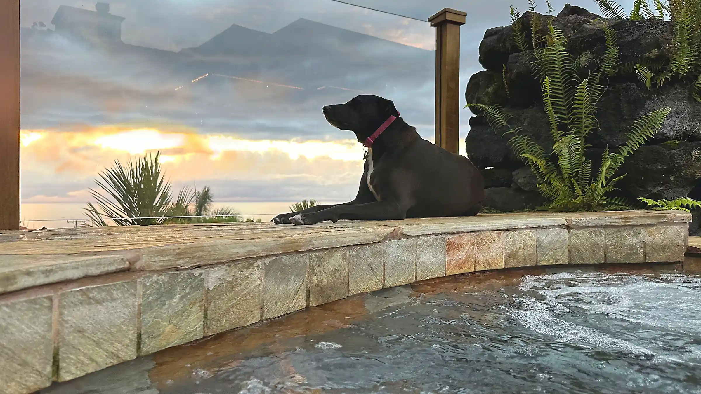 shaumbra dog belle sitting on lanai by the hot tob, gazing at the sunset